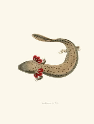 John Edwards Holbrook - Menobranchus maculatus.webp