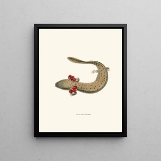 John Edwards Holbrook - Menobranchus maculatus.webp