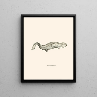 John Edwards Holbrook - Menopoma Alleghanensis.webp