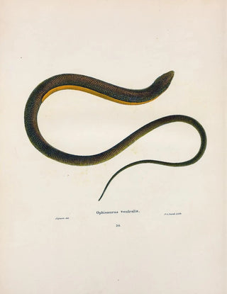 John Edwards Holbrook - Ophisaurus ventralis.webp
