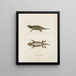 John Edwards Holbrook - Phrynosoma Douglassii.webp
