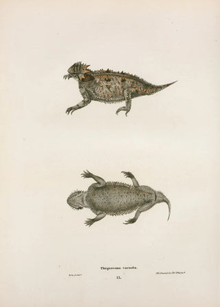 John Edwards Holbrook - Phrynosoma cornuta.webp
