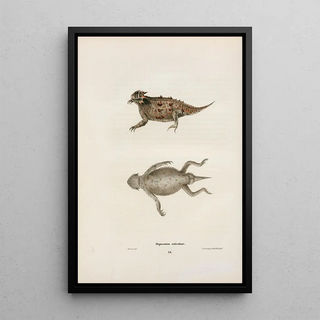 John Edwards Holbrook - Phrynosoma orbiculare.webp