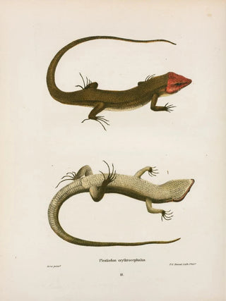 John Edwards Holbrook - Plestiodon erythrocephalus.webp