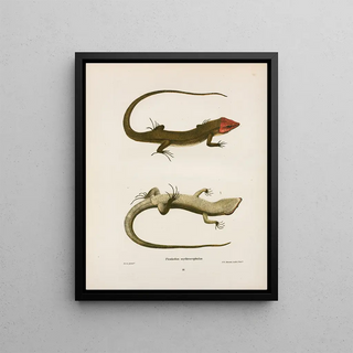 John Edwards Holbrook - Plestiodon erythrocephalus.webp