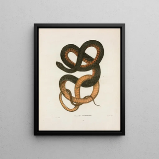 John Edwards Holbrook - Psammophis flagelliformis.webp