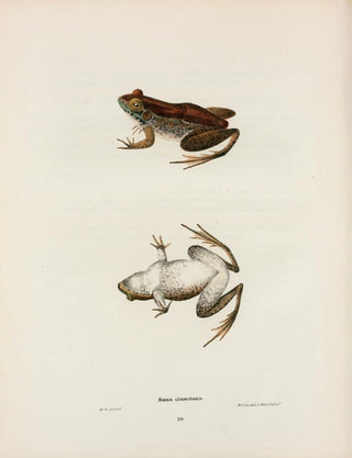 John Edwards Holbrook - Rana clamitans.webp