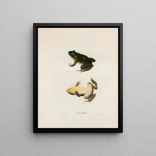 John Edwards Holbrook - Rana fontinalis.webp