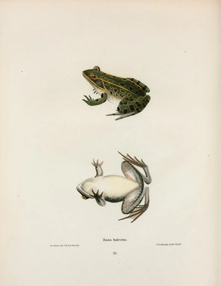 John Edwards Holbrook - Rana halecina.webp