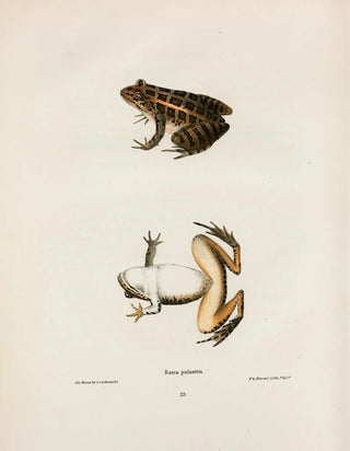 John Edwards Holbrook - Rana palustris.webp