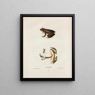 John Edwards Holbrook - Rana palustris.webp