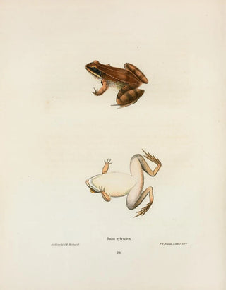 John Edwards Holbrook - Rana sylvatica.webp