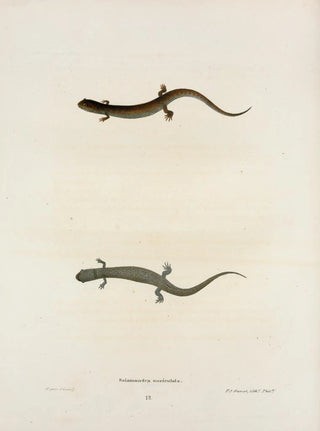 John Edwards Holbrook - Salamandra auriculata.webp