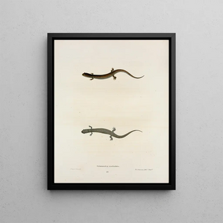 John Edwards Holbrook - Salamandra auriculata.webp