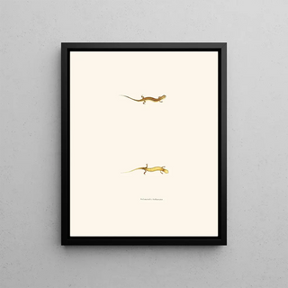 John Edwards Holbrook - Salamandra bilineata.webp