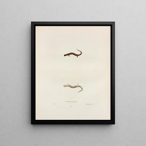 John Edwards Holbrook - Salamandra erythronota.webp