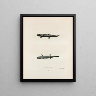 John Edwards Holbrook - Salamandra fasciata.webp