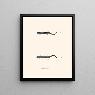 John Edwards Holbrook - Salamandra glutinosa.webp