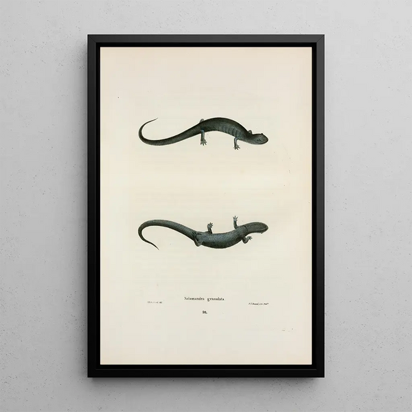 John Edwards Holbrook - Salamandra granulata.webp