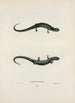 Salamandre granuleuse - John Edwards Holbrook — vy av konstverket