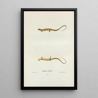 John Edwards Holbrook - Salamandra longicauda.webp