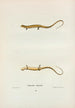 Salamandre longicaude - John Edwards Holbrook — vy av konstverket