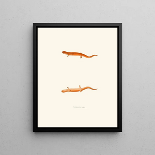 John Edwards Holbrook - Salamandra rubra.webp