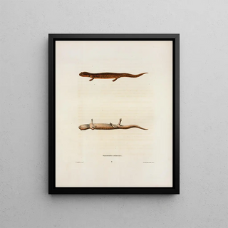 John Edwards Holbrook - Salamandra salmonea.webp