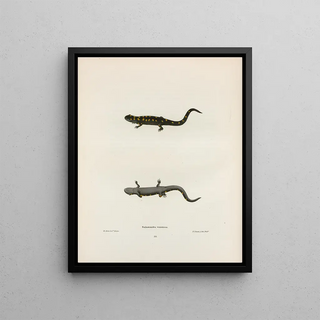John Edwards Holbrook - Salamandra venenosa.webp