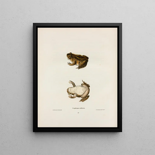 John Edwards Holbrook - Scaphiopus solitarius.webp