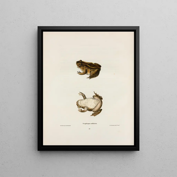 John Edwards Holbrook - Scaphiopus solitarius.webp