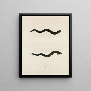 John Edwards Holbrook - Siren intermedia.webp