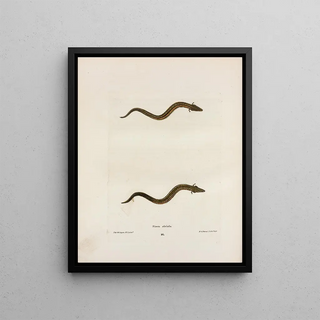 John Edwards Holbrook - Siren striata.webp