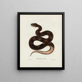 John Edwards Holbrook - Trigonocephalus afrofuscus.webp