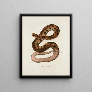 John Edwards Holbrook - Trigonocephalus contortrix.webp