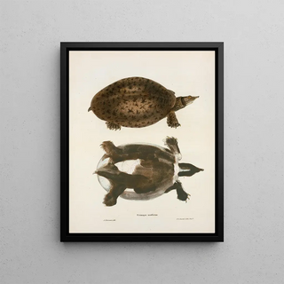 John Edwards Holbrook - Trionyx muticus.webp