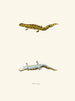 Triton tigrinus - John Edwards Holbrook — vy av konstverket