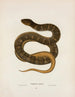 Tropidonotus sipedon - John Edwards Holbrook — vy av konstverket