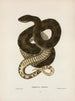 Tropidonotus taxispilotus - John Edwards Holbrook — vy av konstverket