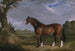 En Clydesdale hingst - John Frederick Herring den äldre — vy av konstverket