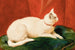 En vit katt - John Frederick Herring l'Ancien — vy av konstverket