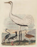 Héron de Louisiane Huîtrier pie Grue cerceau et Courlis à long bec - John G. Warnicke — vy av konstverket