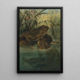 John George Wood - BullFrog.webp