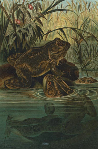 John George Wood - BullFrog.webp
