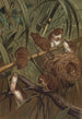 Souris des moissons - John George Wood — vy av konstverket