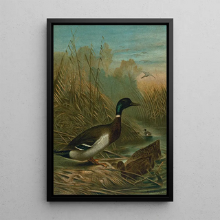 John George Wood - Mallard Duck.webp
