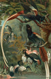 Tchitrec de paradis - John George Wood — vy av konstverket