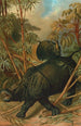 Rhinocéros - John George Wood — vy av konstverket