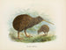 Apteryx av Mantell - John Gerrard Keulemans — vy av konstverket