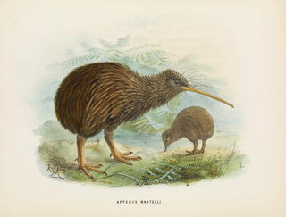 Apteryx av Mantell - John Gerrard Keulemans — vy av konstverket